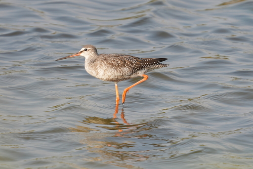 Spotted Redshank