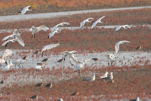 Black-faced Spoonbill