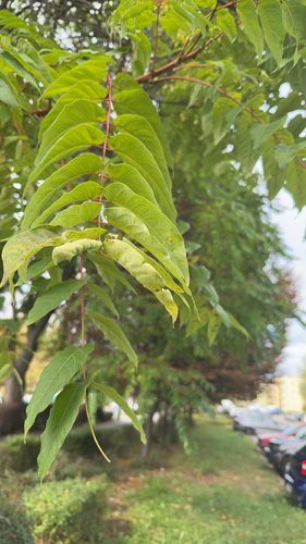 tree-of-heaven