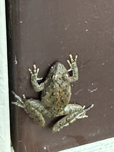 Blanchard's Cricket Frog