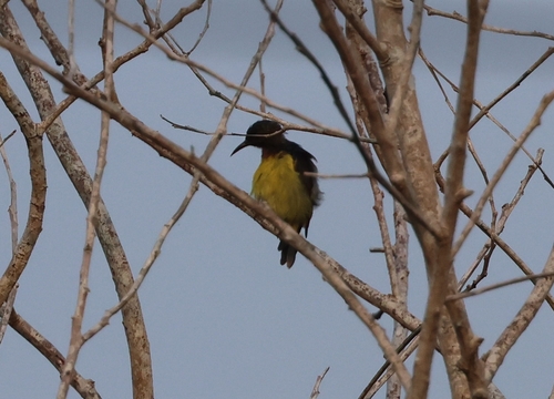Brown-throated Sunbird