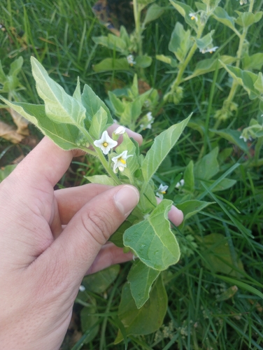 Green Nightshade