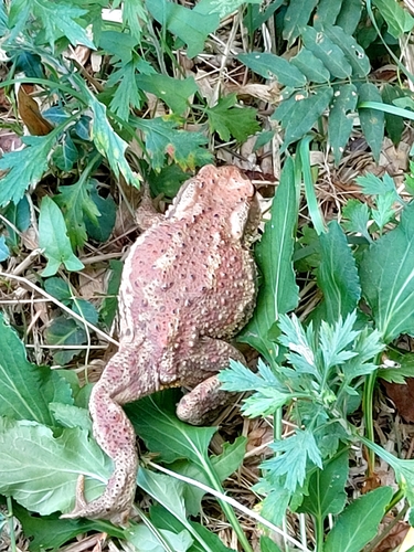 Sakhalin Toad