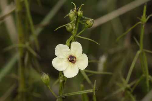 Sopubia trifida