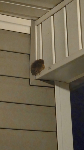 Carolina Wren
