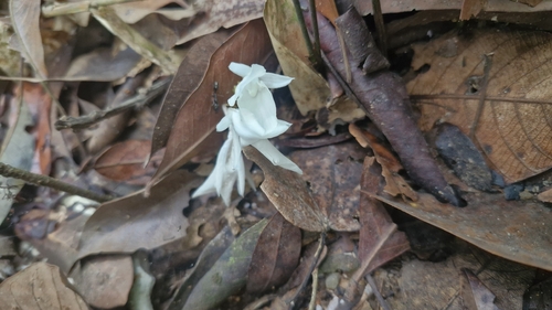 Goeppertia tuberosa