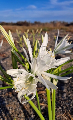 Sea Daffodil