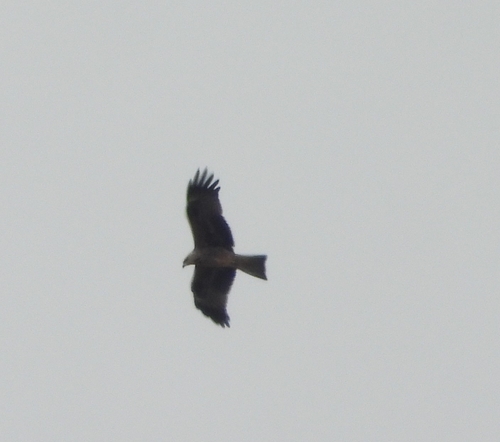 Black Kite