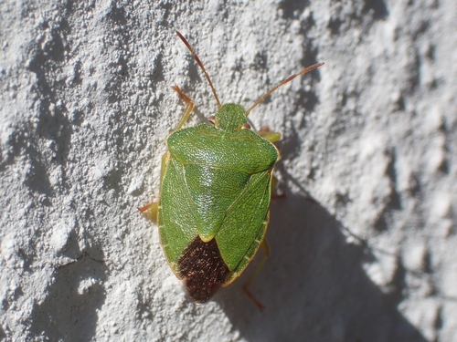 Green Shield Bug