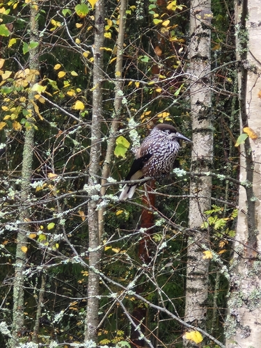 Northern Nutcracker