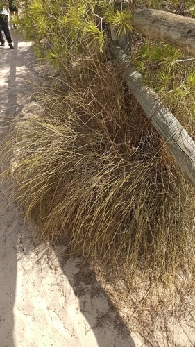 Alfa Grass