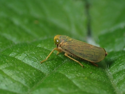 Coppery Leafhopper
