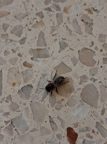 Western Honey Bee
