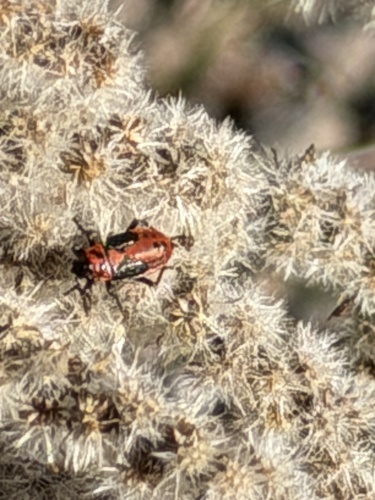 Small Milkweed Bug