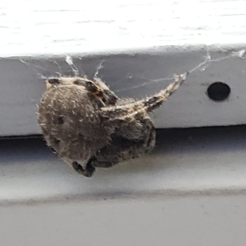 Spotted Orbweaver