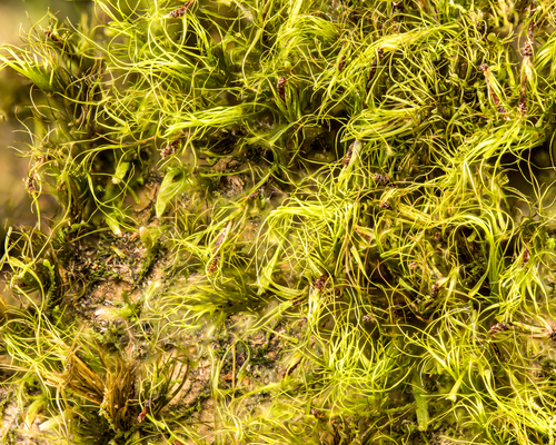 Denuded Dicranodontium Moss