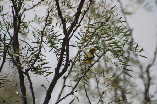 Wilson's Warbler