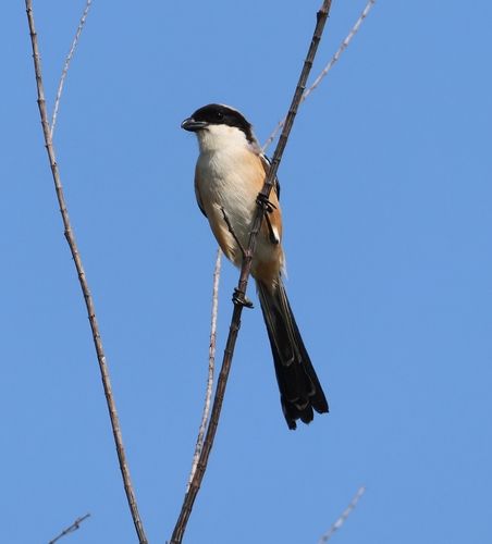 Long-tailed Shrike