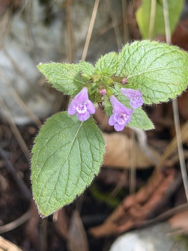 Wood Calamint