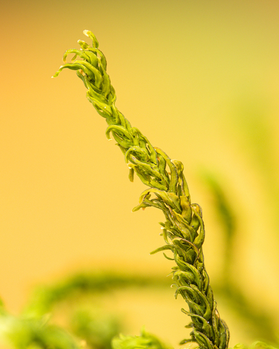 Rambling Tail-moss