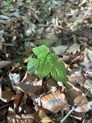 small balsam