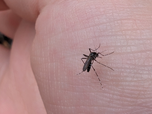 Asian Tiger Mosquito