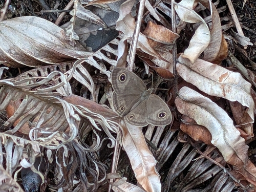 Bornean Common Three-Ring