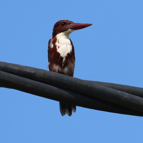 White-throated Kingfisher