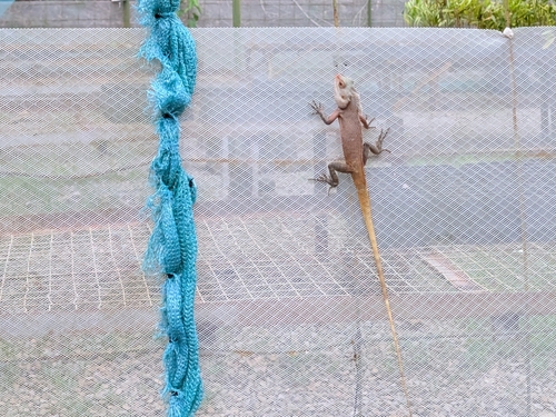 Thai Garden Lizard