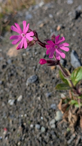 red campion
