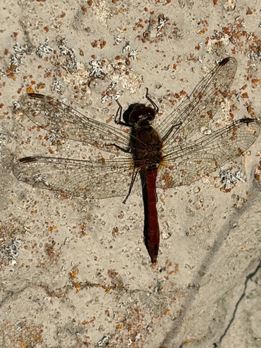 Ruddy Darter