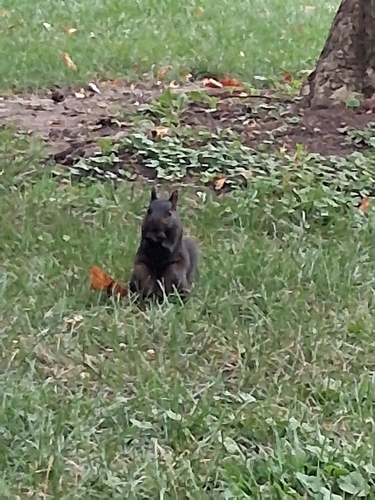 Eastern Gray Squirrel