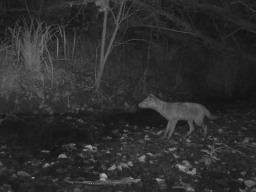 Red Fox