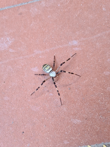 Wasp Spider