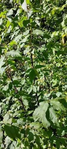 Warty-barked Spindle