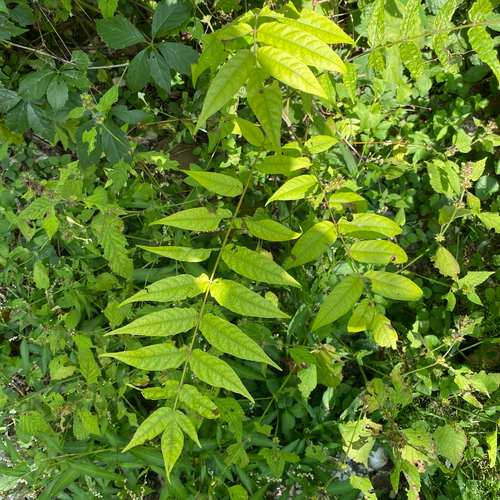 tree-of-heaven