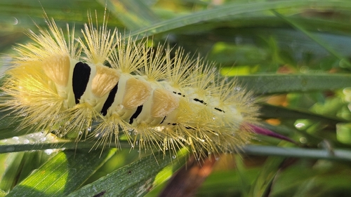 Pale Tussock Moth