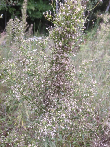 horseweed