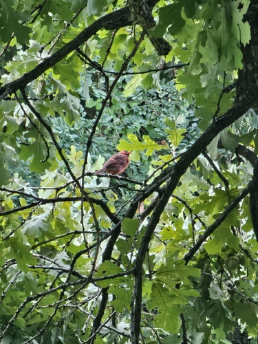 Northern Cardinal