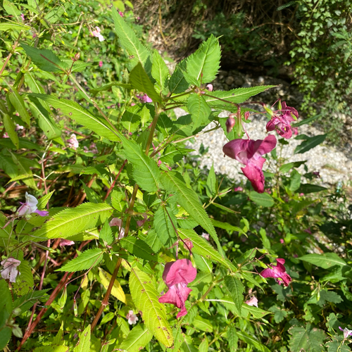 Himalayan balsam