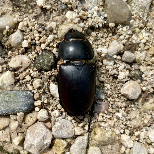 European Stag Beetle
