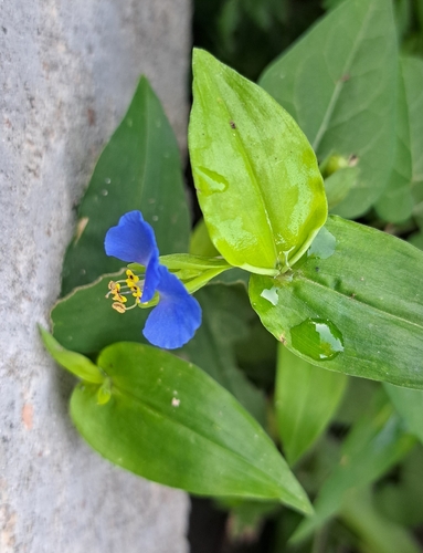 Asiatic dayflower