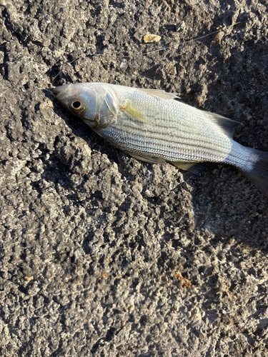 White Bass