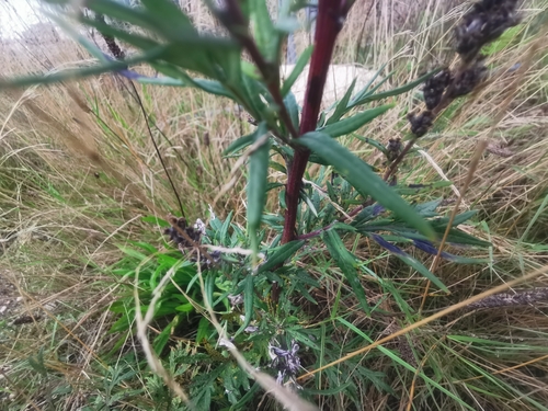 common mugwort