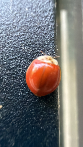 Asian Lady Beetle