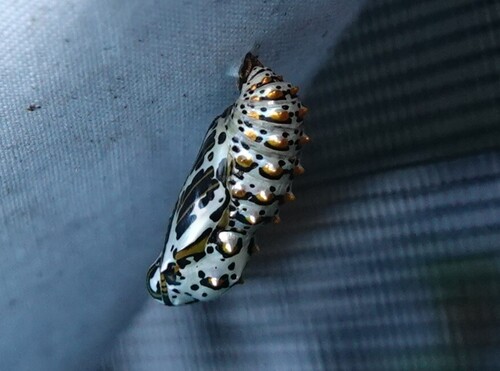 Variegated Fritillary