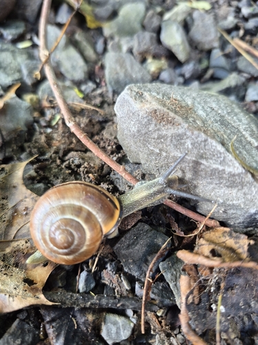Brown-lipped Snail