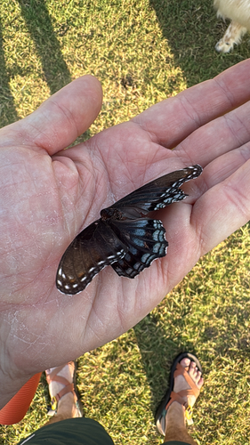 Red-spotted Admiral