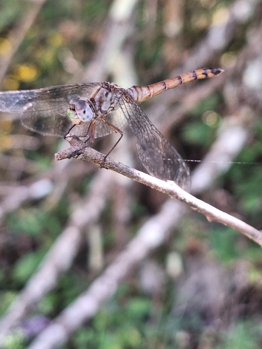 Blue-faced Meadowhawk