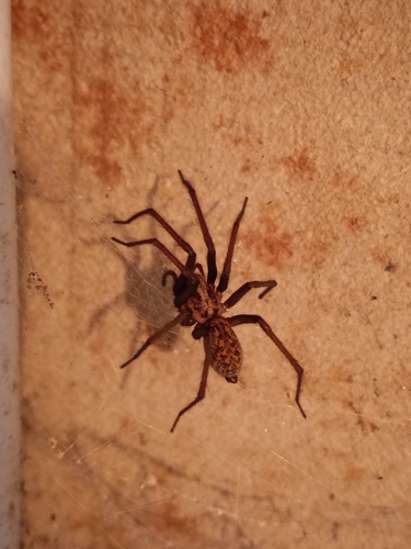 Giant House Spider